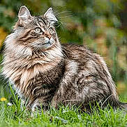 Leon joined the competition — help win amazing prizes! cat, tabby, fluffy, fur, grass, outdoor, animal, pet, nature, alert, mammal, whiskers, tail, portrait, greenery, sitting, eyes, closeup, background, feline