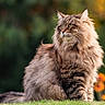cat, fluffy, long_hair, green_eyes, outdoor, grass, nature, animal, pet, portrait, feline, sitting, majestic, whiskers, close_up, tabby, background_blur, sunlight, cute, fur