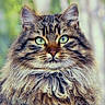 cat, tabby, fluffy, green_eyes, fur, portrait, animal, pet, closeup, whiskers, cute, mammal, feline, nature, outdoor, soft_background, fur_texture, alert, curious, face
