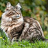 cat, tabby, fluffy, grass, outdoor, nature, animal, pet, feline, mammal, wildlife, fur, whiskers, ears, tail, sitting, greenery, blurred_background, calm, alert