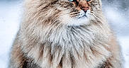 Leon joined the competition — help win amazing prizes! cat, fluffy, blue_eyes, snow, winter, animal, outdoor, fur, portrait, nature, wildlife, cute, mammal, feline, cold, snowfall, serious, whiskers, soft, majestic