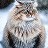 cat, fluffy, blue_eyes, snow, winter, animal, outdoor, fur, portrait, nature, wildlife, cute, mammal, feline, cold, snowfall, serious, whiskers, soft, majestic