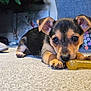 puppy, dog, pet, toy, bone, carpet, indoor, cute, animal, small, ears, paws, closeup, lying_down, young, domestic, brown, black, floor, playful