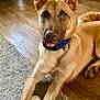 Taka is registered to the contest to win money with this photo: animal, bone, brown, canine, carpet, collar, cute, dog, domestic, ears, floor, fur, furniture, household, indoor, laying, paw, pet, toy, wooden_floor