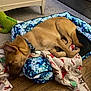 blanket, canine, collar, cozy, curled_up, dog, dog_bed, floor, furniture, holiday, indoor, pattern, pet, plush_toy, relaxing, resting, sleeping, tan_dog, tie_dye, wood_floor