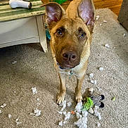 Taka joined the competition — help win amazing prizes! animal, carpet, chewed_toy, collar, curious, cute, dog, ears, fur, home, indoor, living_room, looking_up, mess, pet, playful, stuffed_toy, table, toy_remains, wood_floor