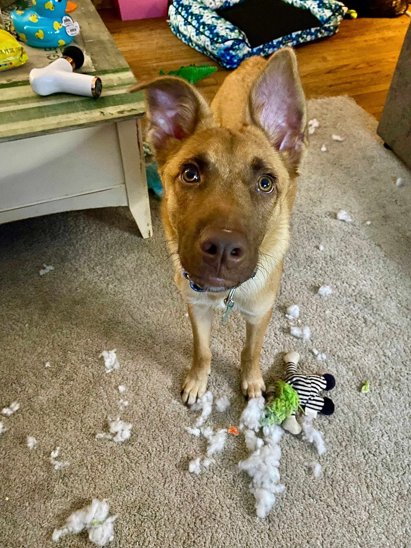 Taka joined the competition — help win amazing prizes! animal, carpet, chewed_toy, collar, curious, cute, dog, ears, fur, home, indoor, living_room, looking_up, mess, pet, playful, stuffed_toy, table, toy_remains, wood_floor