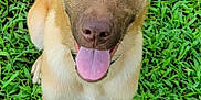 Taka joined the competition — help win amazing prizes! animal, brown_fur, canine, closeup, collar, daylight, dog, ears, friendly, grass, happy, looking_up, muzzle, nature, outdoor, pet, playful, sitting, tongue_out, young_dog