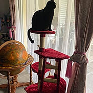 Nalla a rejoint le concours — aidez-le/la à gagner de superbes lots ! cat, black_cat, cat_tree, indoor, window, curtains, sheer_curtains, globe, wooden_stand, floor, pink_curtains, tassel, silhouette, pet, furniture, home_decor, daylight, animal, domestic_cat, cozy