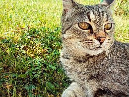 Marivi participe au concours pour gagner de l'argent avec cette photo : american_bobtail, american_shorthair, american_wirehair, asian, california_spangled, carnivore, cat, domestic_short_haired_cat, dragon_li, european_shorthair, felidae, grass, mammal, pixie_bob, small_to_medium_sized_cats, snout, tabby_cat, terrestrial_animal, whiskers, wild_cat