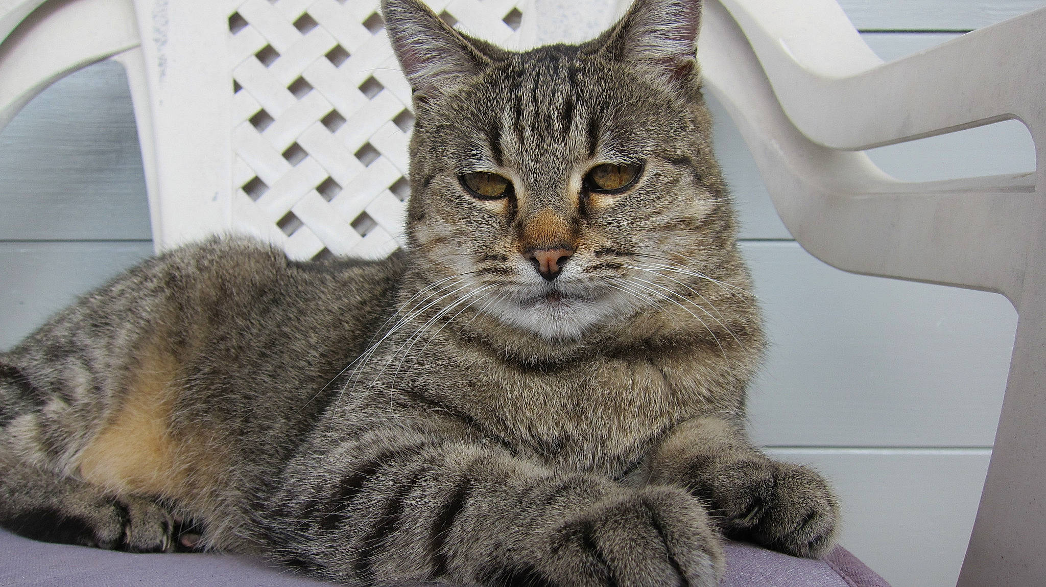 Marivi participe au concours pour gagner de l'argent avec cette photo : aegean_cat, american_shorthair, asian, australian_mist, california_spangled, carnivore, cat, domestic_short_haired_cat, dragon_li, egyptian_mau, european_shorthair, felidae, mammal, ocicat, pixie_bob, small_to_medium_sized_cats, snout, tabby_cat, vertebrate, whiskers