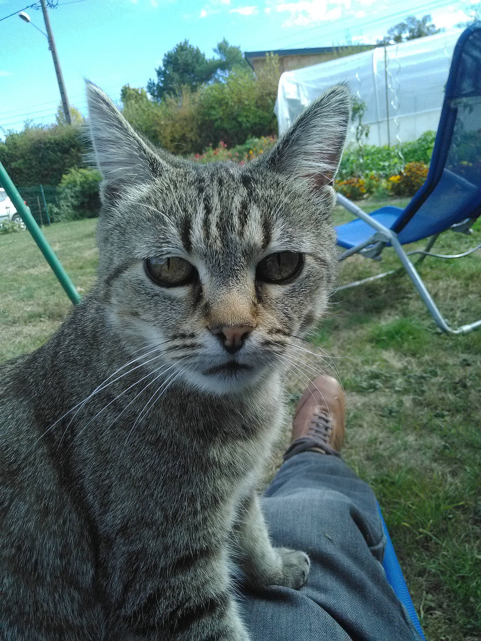 Marivi a rejoint le concours — aidez-le/la à gagner de superbes lots ! aegean_cat, american_shorthair, asian, california_spangled, carnivore, cat, domestic_short_haired_cat, dragon_li, egyptian_mau, european_shorthair, felidae, grass, mammal, pixie_bob, small_to_medium_sized_cats, snout, tabby_cat, whiskers, wild_cat, wildlife