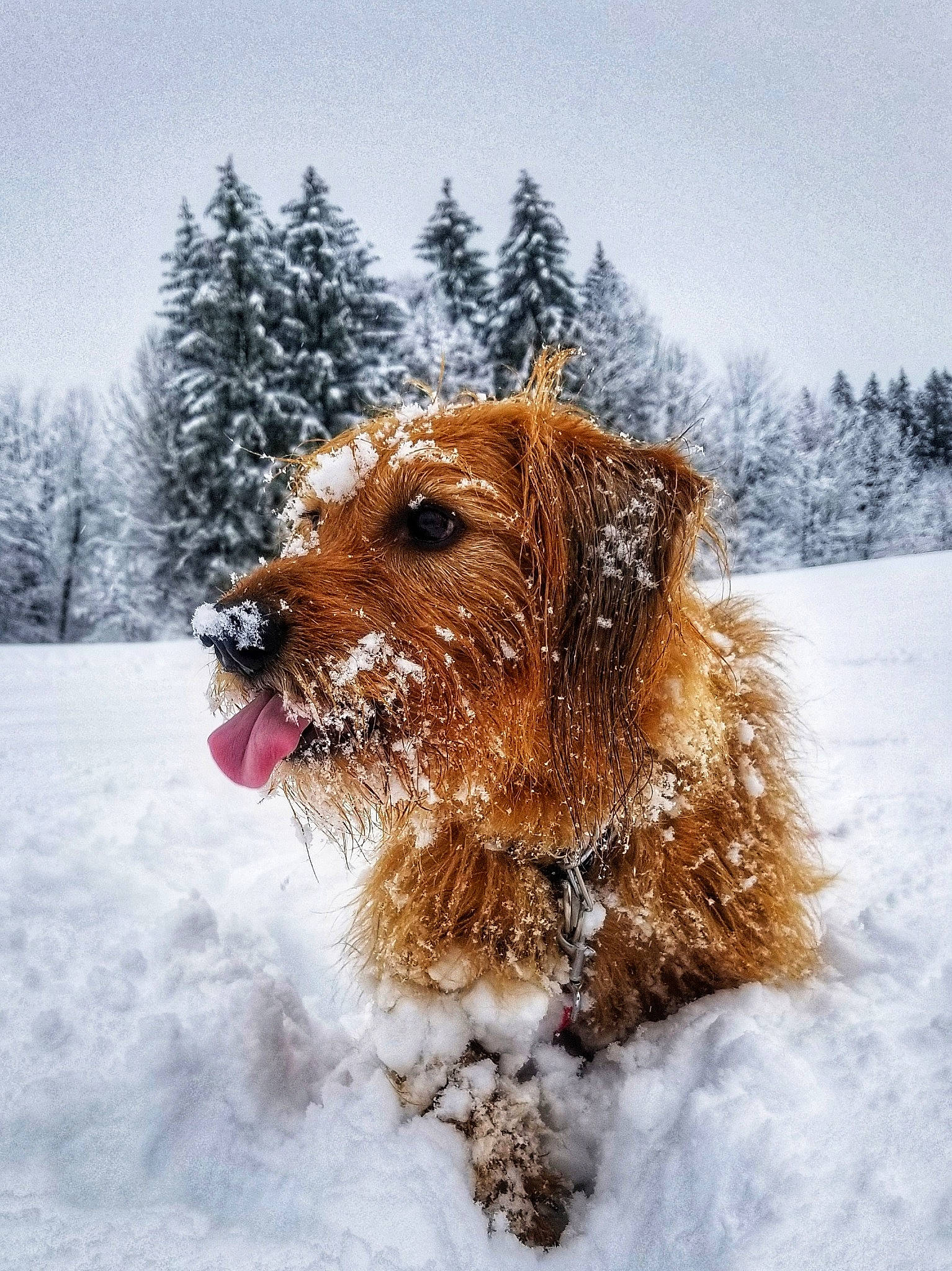Balto participe au concours pour gagner de l'argent avec cette photo : canidae, carnivore, companion_dog, dog, dog_breed, fawn, freezing, fur, irish_terrier, liver, pet_supply, precipitation, sky, snout, snow, sporting_group, terrier, tree, winter, working_animal