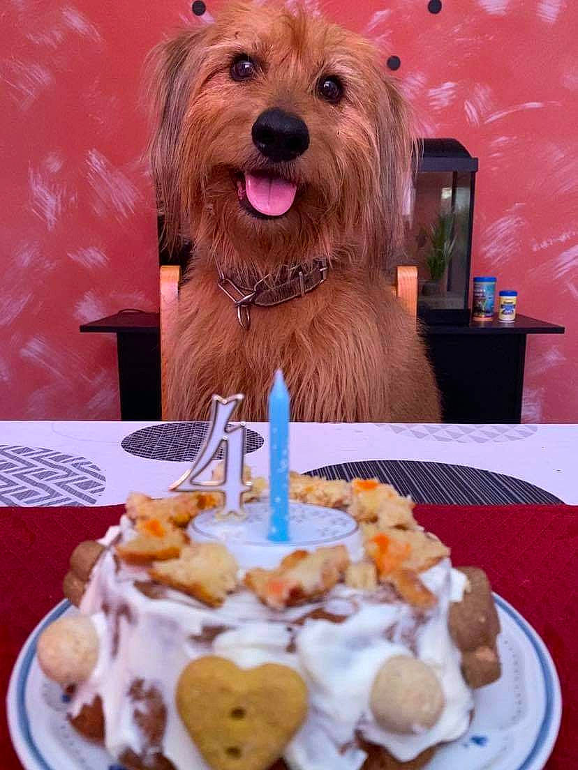 Balto participe au concours pour gagner de l'argent avec cette photo : birthday_cake, birthday_candle, cake_decorating, cake_decorating_supply, candle, carnivore, companion_dog, cream, dog, dog_breed, food, icing, ingredient, party_hat, plate, recipe, snout, table, tableware, toy