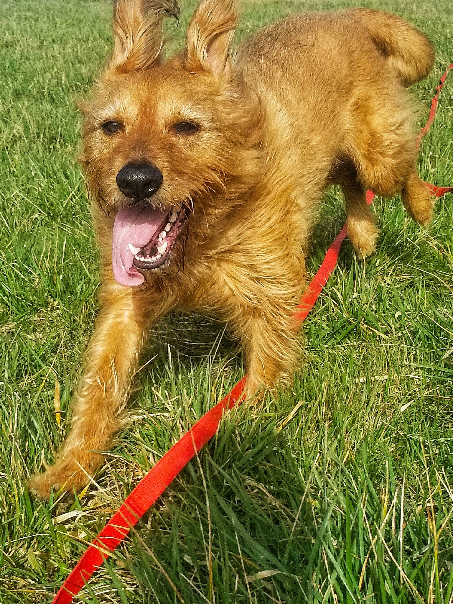 Balto a rejoint le concours — aidez-le/la à gagner de superbes lots ! canidae, carnivore, companion_dog, dog, dog_breed, event, fawn, fur, grass, liver, small_terrier, snout, sporting_group, tail, terrestrial_animal, terrier, working_animal, working_terrier