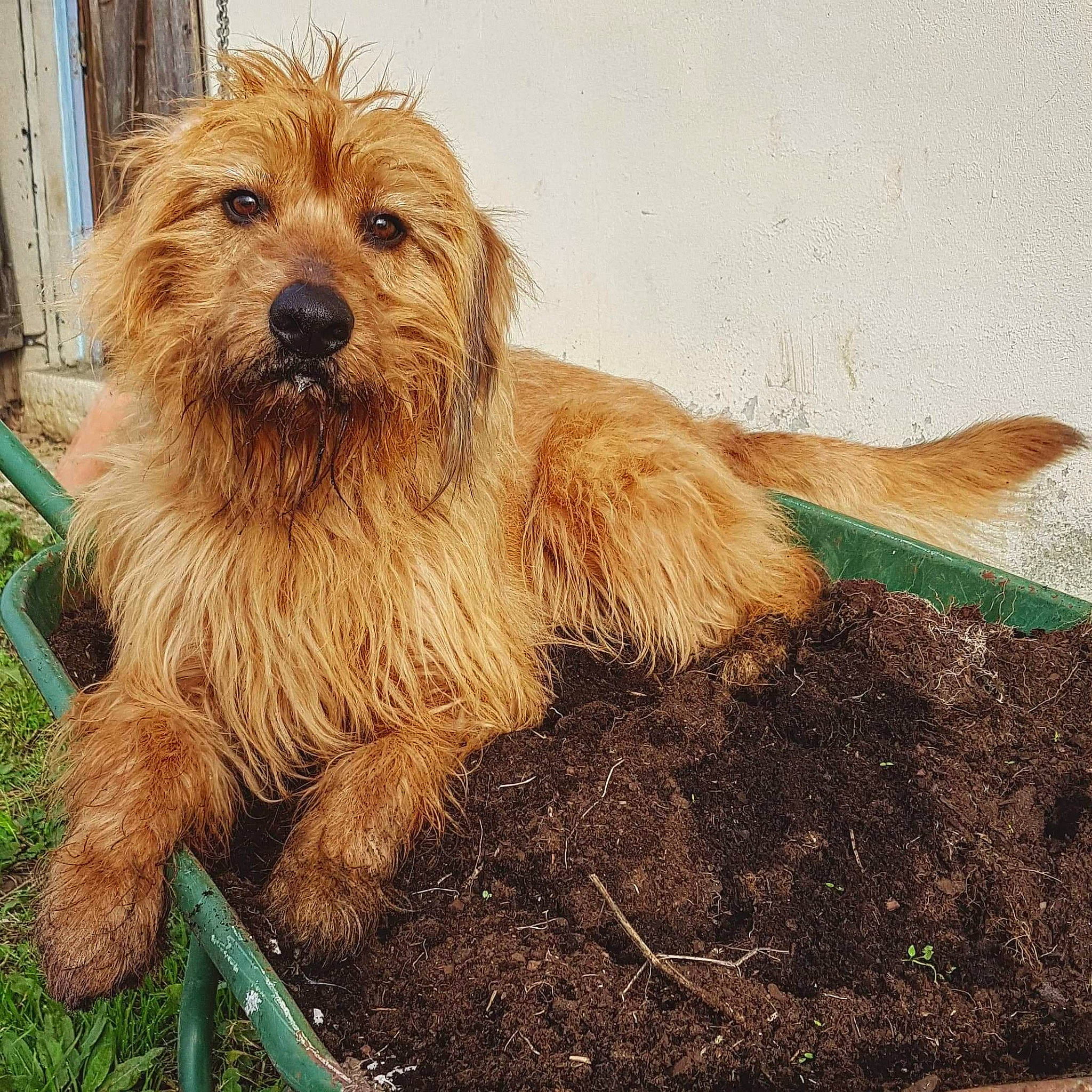 Balto participe au concours pour gagner de l'argent avec cette photo : canidae, carnivore, clock, companion_dog, dog, dog_breed, event, grass, liver, small_terrier, soil, sporting_group, terrestrial_animal, terrier, water_dog, working_animal