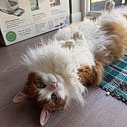 Melvin is registered to the contest to win money with this photo: cat, fluffy, orange, white, lying_down, floor, window, green_eyes, curious, indoor, box, cat_litter, rug, wooden_floor, pet, relaxed, feline, whiskers, cute, cozy