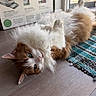 cat, fluffy, orange, white, lying_down, floor, wooden_floor, rug, green_eyes, pet, domestic_animal, indoor, window, box, feline, curious, relaxed, fur, whiskers, ears