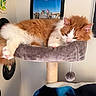 Melvin joined the competition — help win amazing prizes! cat, orange_cat, white_cat, fluffy_cat, cat_perch, cat_tree, vinyl_records, wall_art, indoor, pet, sleepy_cat, cozy, furniture, toy, furry, pink_paw_pads, resting, cute, domestic_cat, relaxed