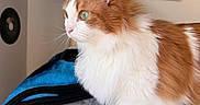 Melvin is registered to the contest to win money with this photo: cat, orange_and_white, fluffy, pet, indoor, blanket, cozy, feline, fur, whiskers, side_view, curious, domestic_animal, household, resting, soft_texture, animal, close_up, portrait, eye_reflection