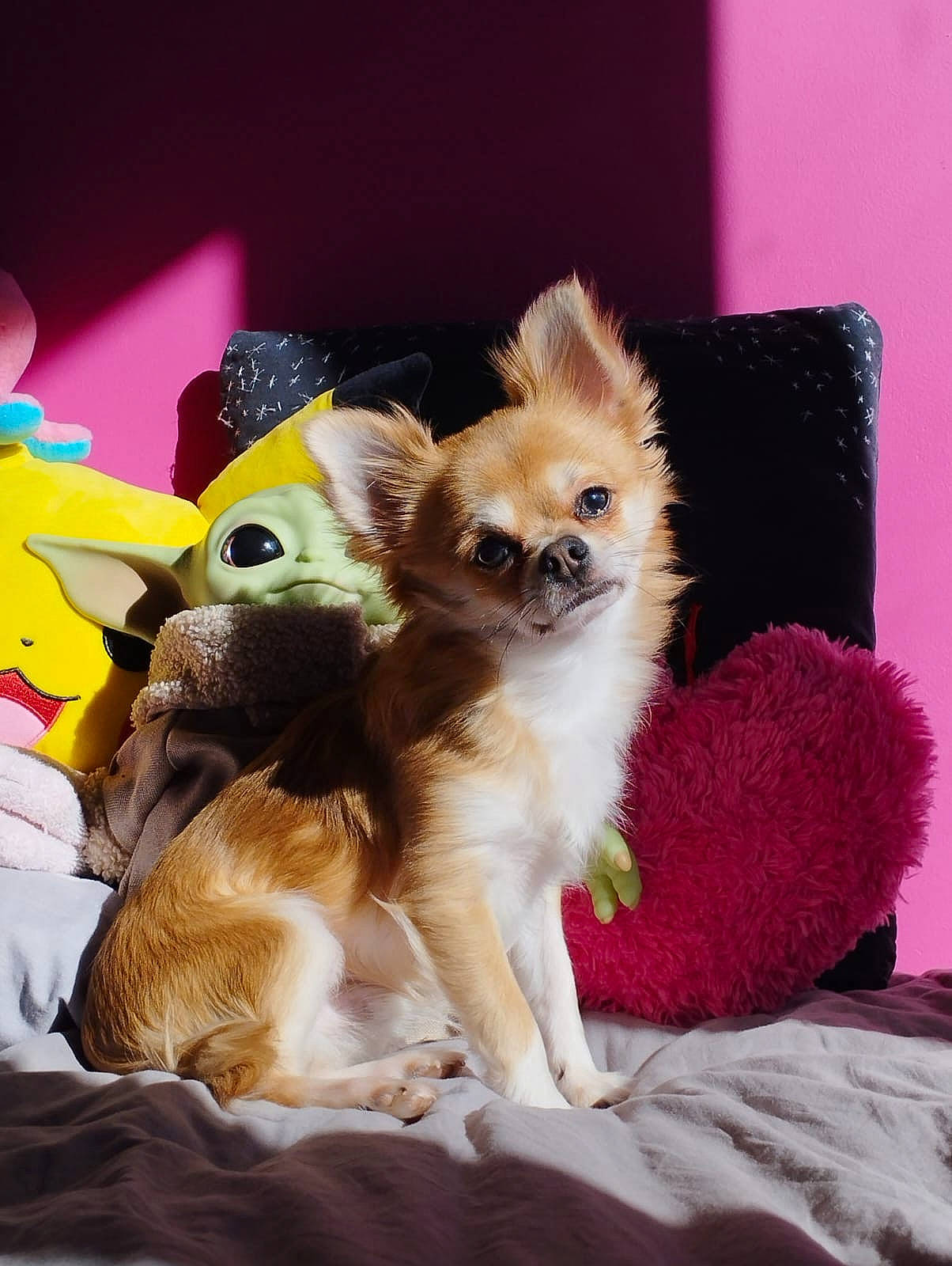 Umi participe au concours pour gagner de l'argent avec cette photo : canidae, carnivore, chihuahua, companion_dog, corgi_chihuahua, dog, dog_breed, dog_supply, fashion_accessory, fawn, fur, papillon, pet_supply, pomeranian, snout, spitz, sporting_group, toy, toy_dog, whiskers