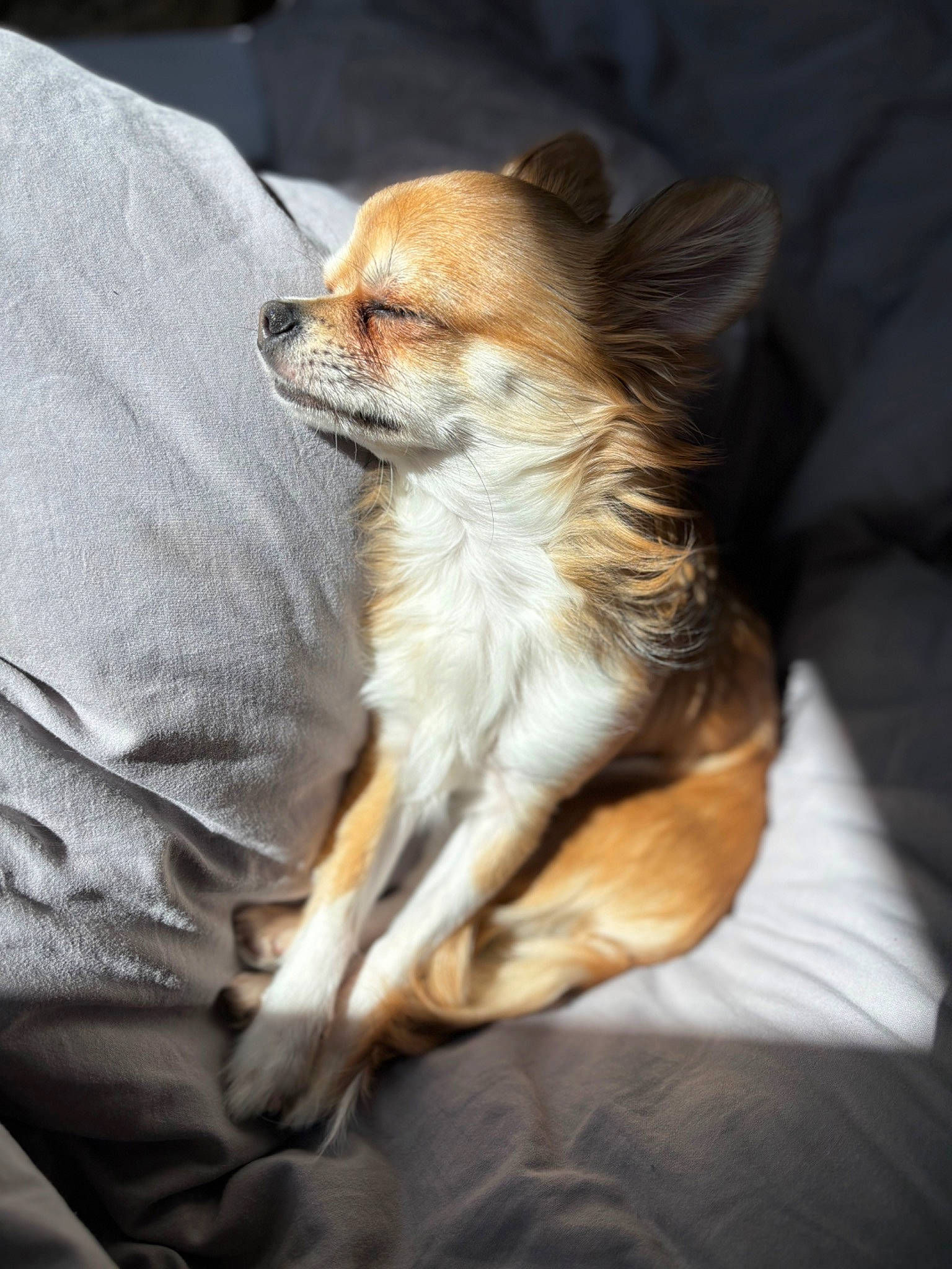 Umi participe au concours pour gagner de l'argent avec cette photo : canidae, carnivore, comfort, companion_dog, corgi_chihuahua, dog, dog_breed, dog_supply, ear, fawn, fur, snout, sporting_group, terrestrial_animal, toy_dog, whiskers, wildlife