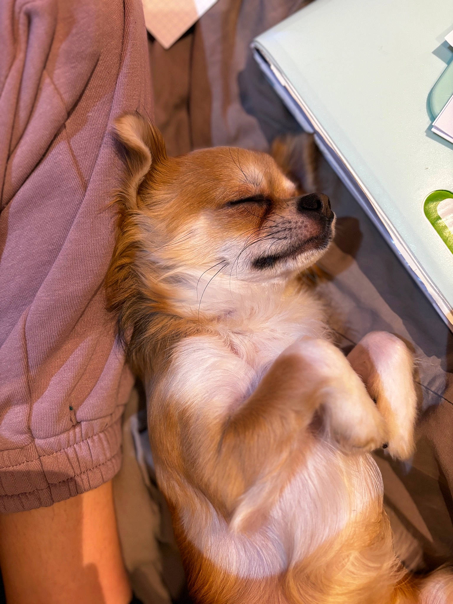 Umi participe au concours pour gagner de l'argent avec cette photo : blond, canidae, carnivore, companion_dog, computer_keyboard, dog, dog_breed, dog_supply, ear, fawn, fur, german_spitz, german_spitz_mittel, laptop, pomeranian, snout, spitz, toy_dog, volpino_italiano, whiskers