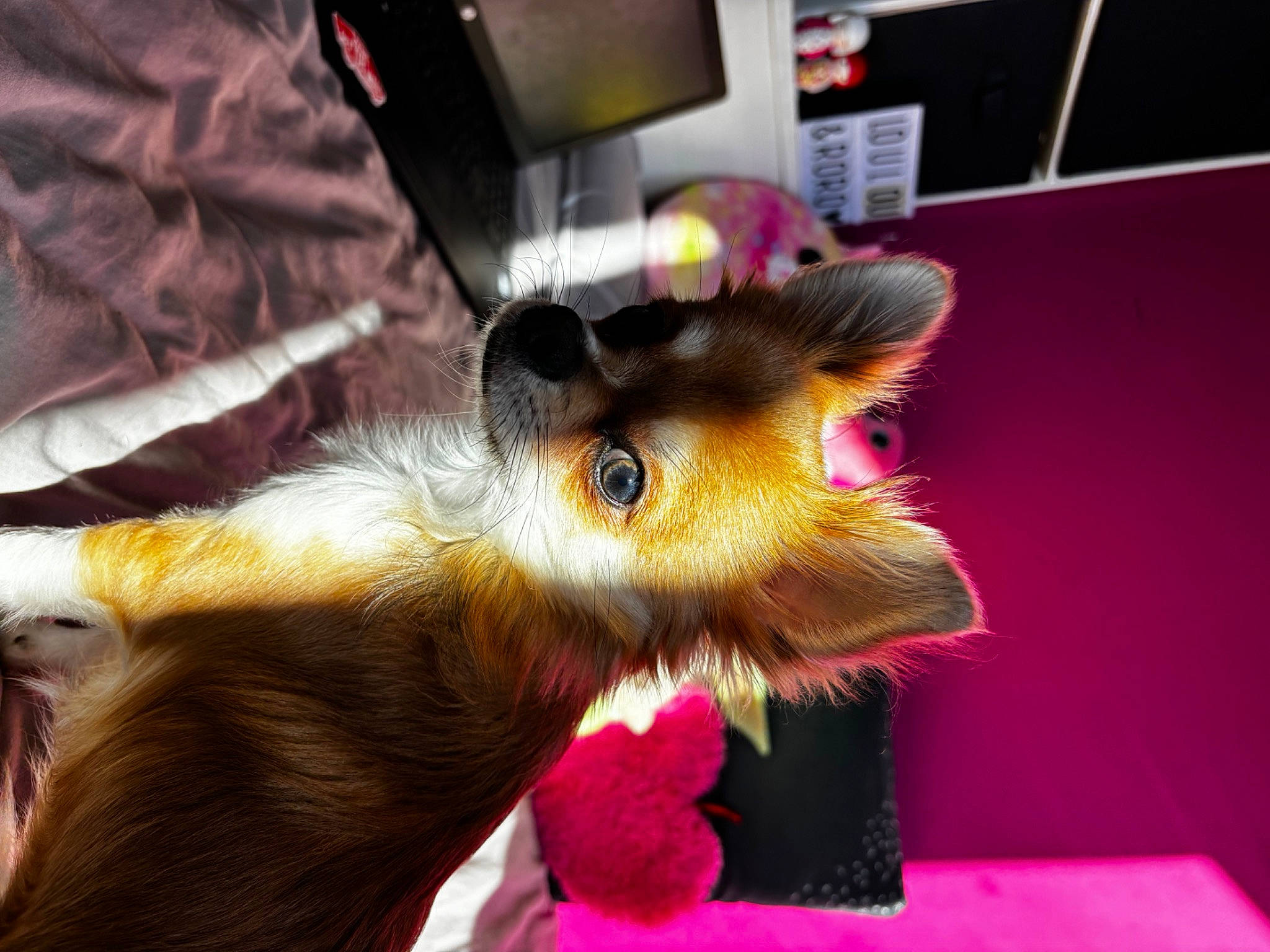 Umi participe au concours pour gagner de l'argent avec cette photo : canidae, claw, companion_dog, dog_breed, event, fawn, felidae, fur, liver, magenta, paw, plant, rodent, snout, tail, terrestrial_animal, toy, toy_dog, whiskers, wildlife