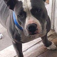 Blue Bell joined the competition — help win amazing prizes! alert, animal, black_and_white, blue_collar, canine, close_up, curious, dog, domestic_animal, doorway, ears, indoor, looking_up, muzzle, paws, pet, short_hair, snout, standing, wooden_floor