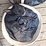 dog, black_dog, basket, blanket, pet_bed, wooden_floor, ears, animal, cute, looking_up, indoors, resting, cozy, small_dog, canine, fur, paw, nose, eyes, home