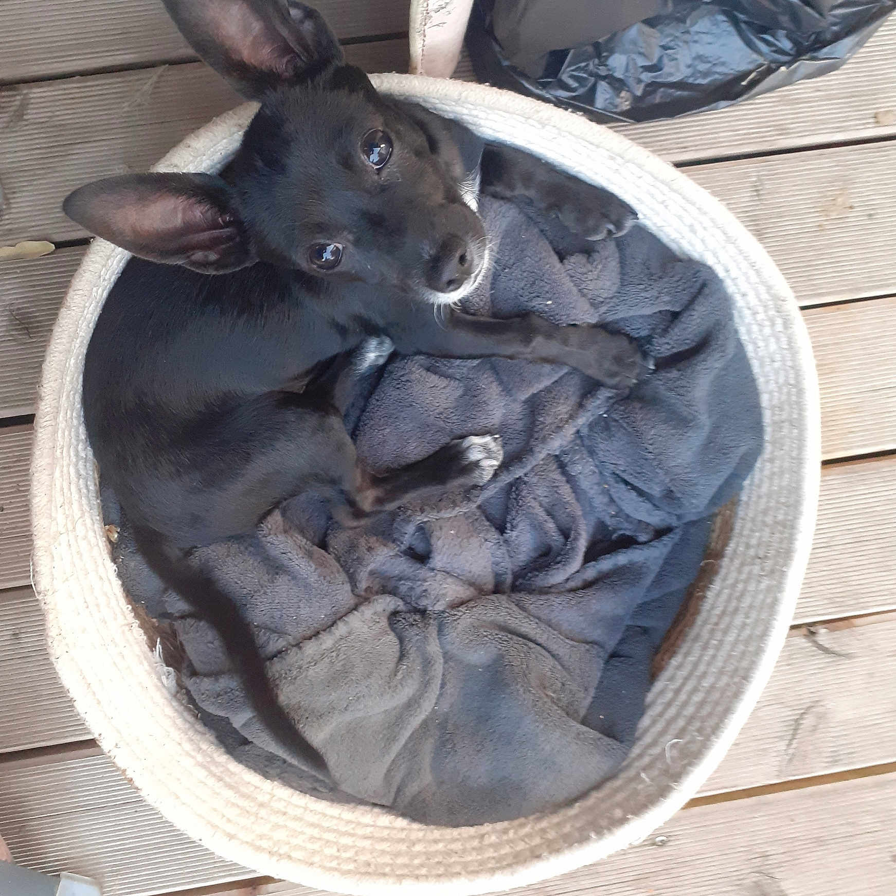 Max a rejoint le concours — aidez-le/la à gagner de superbes lots ! animal, basket, black_dog, blanket, canine, cozy, cute, dog, ears, eyes, fur, home, indoors, looking_up, nose, paw, pet_bed, resting, small_dog, wooden_floor