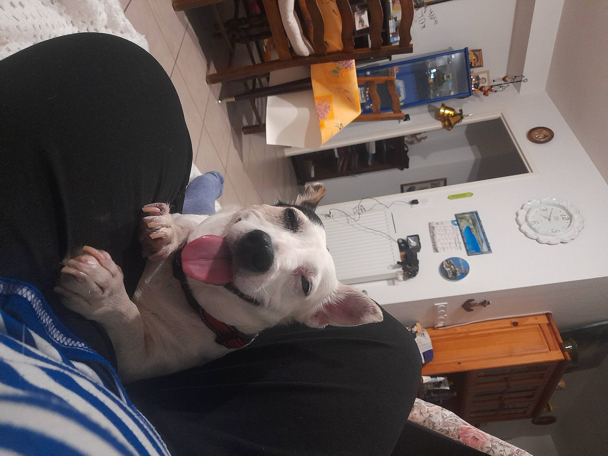 Gypsie participe au concours pour gagner de l'argent avec cette photo : audio_equipment, ball, canidae, carnivore, comfort, companion_dog, couch, dog, dog_breed, electronic_device, eyewear, gadget, machine, office_equipment, personal_protective_equipment, room, service, snout, sporting_group, t_shirt