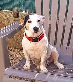 Gypsie a rejoint le concours — aidez-le/la à gagner de superbes lots ! canidae, carnivore, collar, companion_dog, dog, dog_breed, dog_collar, dog_supply, fawn, fence, leash, metal, non_sporting_group, paw, pet_supply, sporting_group, tail, wood, working_animal, working_dog