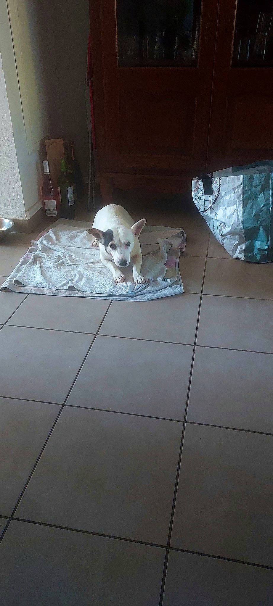 Gypsie participe au concours pour gagner de l'argent avec cette photo : bone, carnivore, companion_dog, dog_breed, fawn, floor, flooring, fur, grey, hardwood, skull, small_to_medium_sized_cats, snout, sporting_group, tail, tile_flooring, vertebrate, whiskers, wood, working_animal