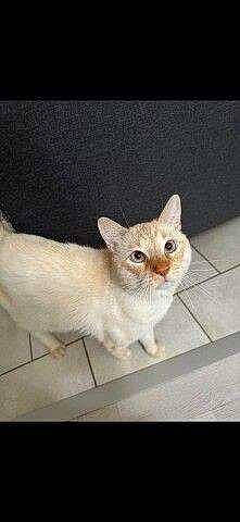 Boubou participe au concours pour gagner de l'argent avec cette photo : carnivore, cat, domestic_short_haired_cat, fawn, felidae, fixture, fur, internet_meme, iris, paint, photo_caption, rectangle, small_to_medium_sized_cats, snout, square, tail, terrestrial_animal, whiskers, window