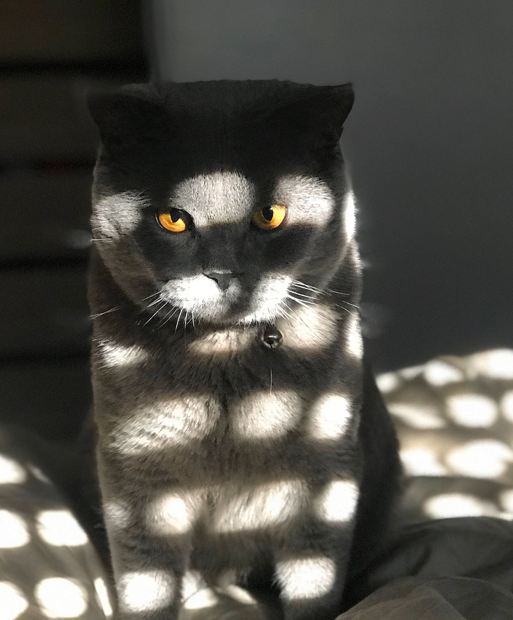 Pintou a rejoint le concours — aidez-le/la à gagner de superbes lots ! black_cat, carnivore, cat, darkness, domestic_short_haired_cat, eye, felidae, fur, head, monochrome, monochrome_photography, pattern, paw, shadow, sitting, small_to_medium_sized_cats, snout, tail, terrestrial_animal, whiskers