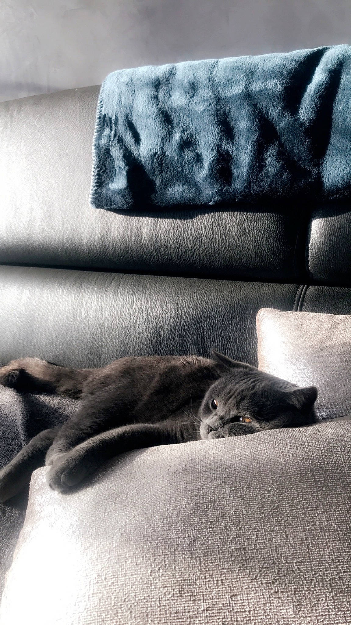 Pintou participe au concours pour gagner de l'argent avec cette photo : carnivore, cat, comfort, couch, electric_blue, felidae, flooring, fur, grey, human_leg, linens, living_room, monochrome_photography, pattern, rectangle, room, tail, textile, tints_and_shades, wood