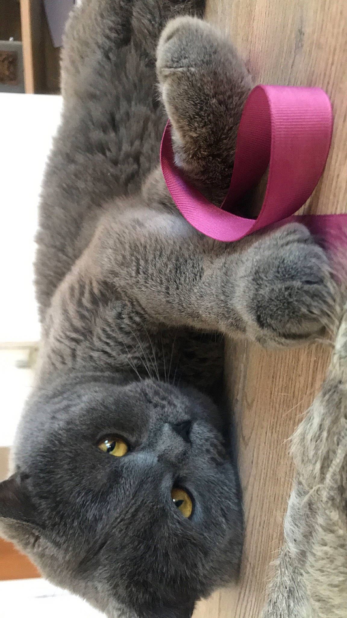 Pintou a rejoint le concours — aidez-le/la à gagner de superbes lots ! cat, claw, close_up, felidae, fur, grey, natural_material, small_to_medium_sized_cats, snout, table, tail, terrestrial_animal, whiskers, wood