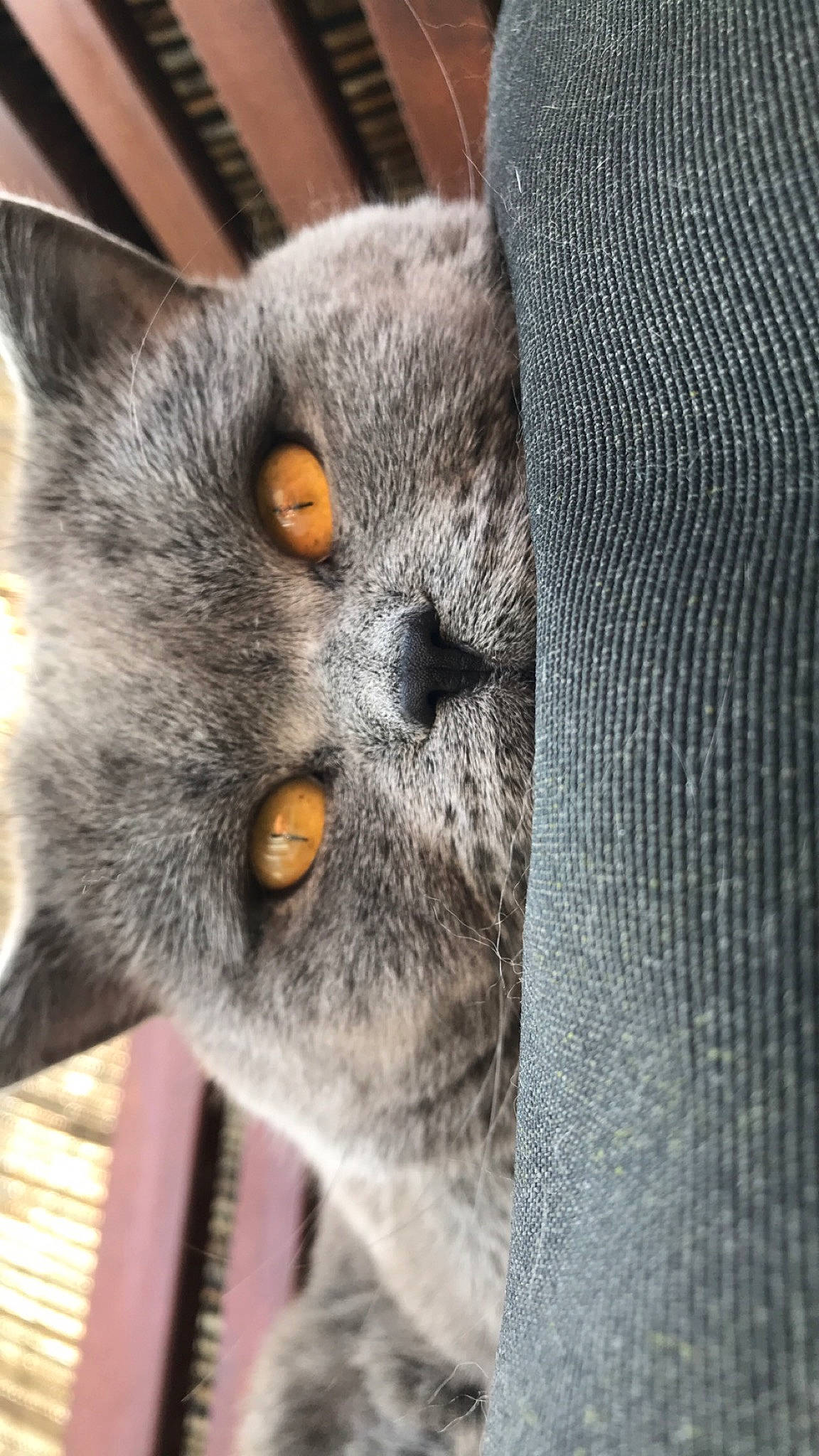 Pintou participe au concours pour gagner de l'argent avec cette photo : carnivore, cat, close_up, domestic_short_haired_cat, felidae, fur, grey, pattern, paw, russian_blue, small_to_medium_sized_cats, snout, terrestrial_animal, tree, whiskers, wildlife, wood, woven_fabric