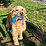 dog, golden_retriever, pet, animal, outdoor, garden, grass, sunlight, toy, squeaky_toy, blue_toy, colorful, playing, happy, open_mouth, floppy_ears, fluffy, golden_fur, backyard, fence