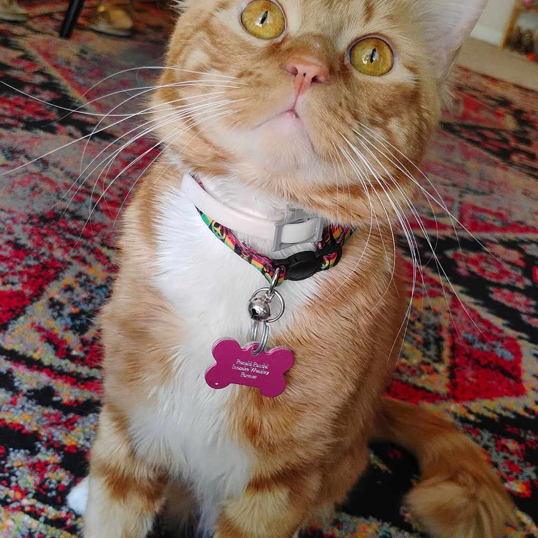 Ronald Inosuke W is registered to the contest to win money with this photo: animal, carpet, cat, close_up, collar, curious, cute, domestic_cat, eyes, fur, ginger_cat, home, indoor, orange, paws, pet, sitting, tail, whiskers, white