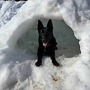 Tweet a rejoint le concours — aidez-le/la à gagner de superbes lots ! animal, black_dog, canine, cave, cold, daylight, dog, ears_up, fur, happy, mammal, nature, outdoor, pet, playful, resting, snow, snow_cave, tongue_out, winter