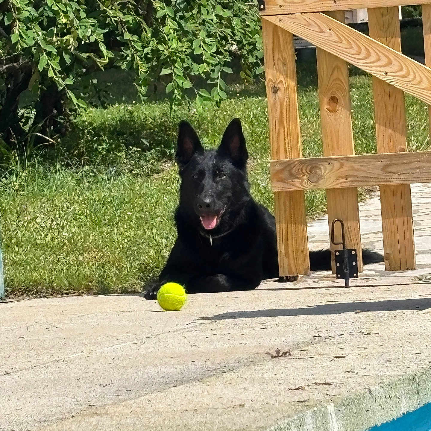 Tweet participe au concours pour gagner de l'argent avec cette photo : animal, black_dog, canine, concrete, daytime, dog, grass, nature, outdoor, pet, pool, relaxed, shade, summer, sunny, tennis_ball, tongue_out, tree, wooden_gate, yard