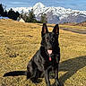 Tweet a rejoint le concours — aidez-le/la à gagner de superbes lots ! animal, black_dog, canine, collar, dog, field, grass, house, landscape, mountains, nature, outdoor, pet, scenic, sky, snow, sunlight, tag, tongue_out, tree