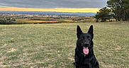 Tweet participe au concours pour gagner de l'argent avec cette photo : animal, black_dog, canine, cloudy, dog, field, grass, happy, landscape, nature, open_space, outdoor, pet, rural, scenic, sitting, sky, sunset, tongue_out, trees