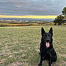 animal, black_dog, canine, cloudy, dog, field, grass, happy, landscape, nature, open_space, outdoor, pet, rural, scenic, sitting, sky, sunset, tongue_out, trees