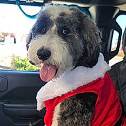 Ariel Grace joined the competition — help win amazing prizes! dog, pet, car, vehicle_interior, window, fur, tongue, santa_outfit, costume, holiday, seasonal, happy, cute, fluffy, black_and_white, seated, domestic_animal, canine, festive, portrait