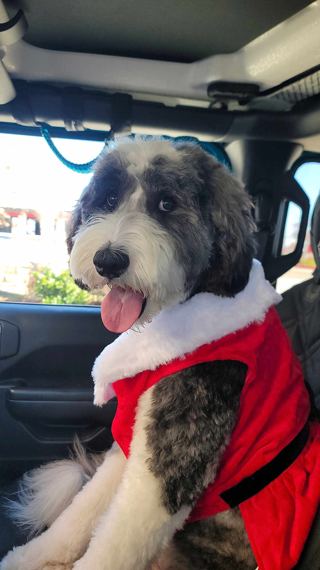 Ariel Grace joined the competition — help win amazing prizes! dog, pet, car, vehicle_interior, window, fur, tongue, santa_outfit, costume, holiday, seasonal, happy, cute, fluffy, black_and_white, seated, domestic_animal, canine, festive, portrait