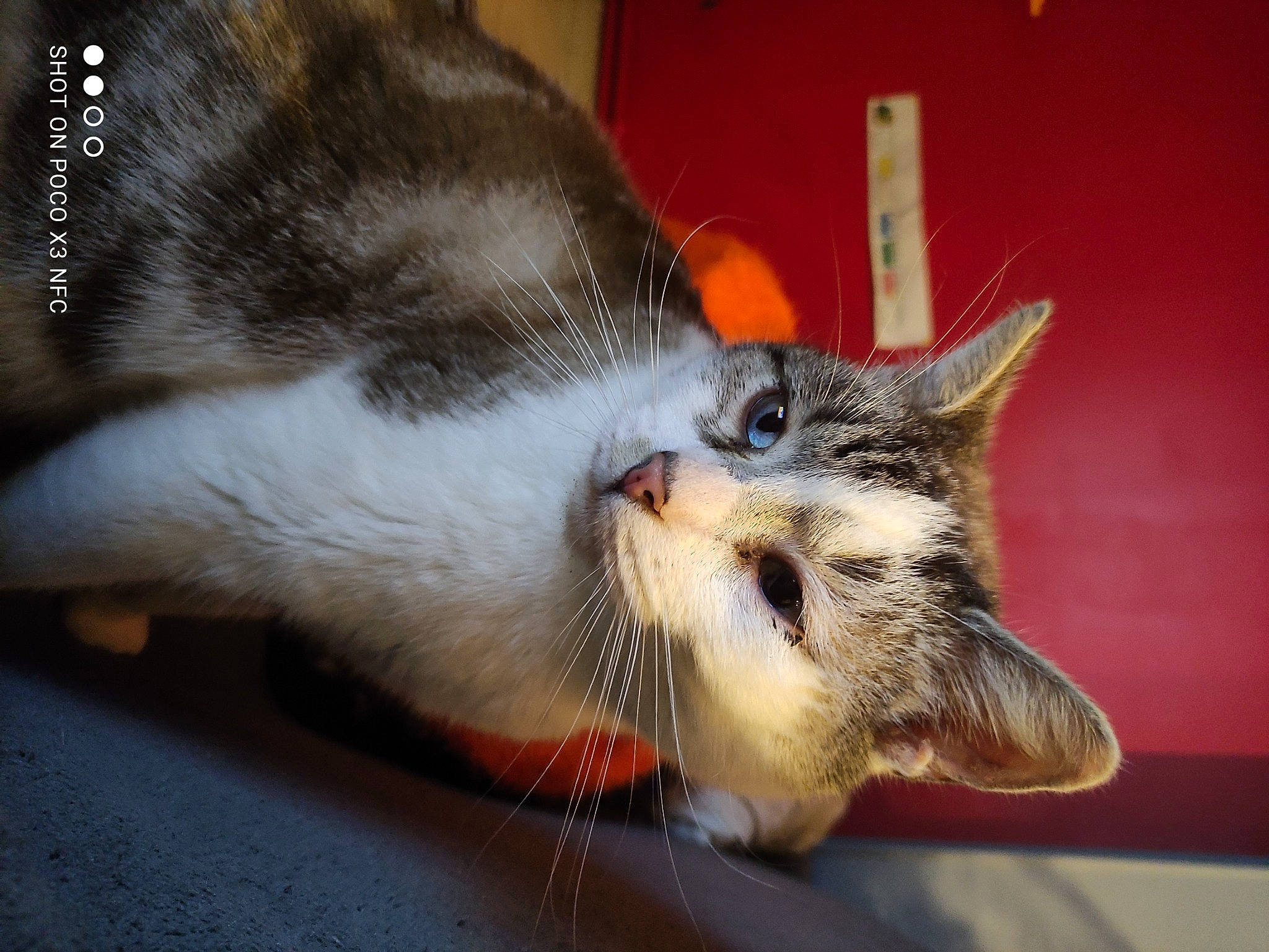 Azur participe au concours pour gagner de l'argent avec cette photo : carnivore, cat, claw, comfort, domestic_short_haired_cat, ear, felidae, fur, leg, nap, paw, sleep, small_to_medium_sized_cats, tail, whiskers, window