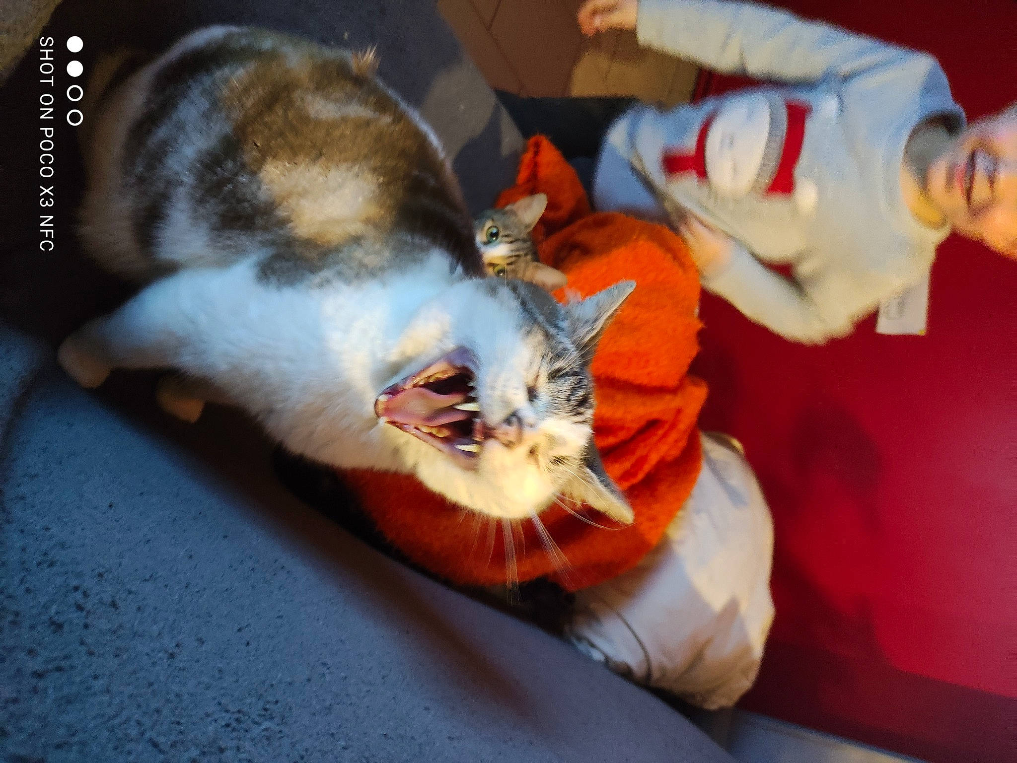 Azur participe au concours pour gagner de l'argent avec cette photo : canidae, carnivore, cat, claw, comfort, companion_dog, domestic_short_haired_cat, ear, felidae, fur, lap, nap, paw, photo_caption, small_to_medium_sized_cats, tail, whiskers